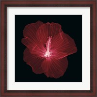 Framed Hibiscus