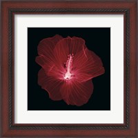 Framed 'Hibiscus' border=