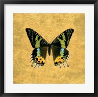 Framed Butterfly on Gold