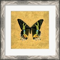 Framed Butterfly on Gold