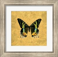 Framed Butterfly on Gold