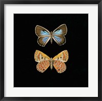 Framed Pair of Butterflies on Black