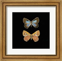 Framed Pair of Butterflies on Black