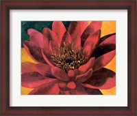 Framed Red Water Lily