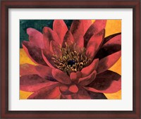 Framed Red Water Lily