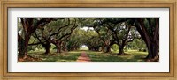 Framed Enchanted Oaks