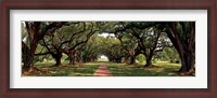 Framed Enchanted Oaks