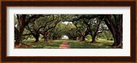Framed Enchanted Oaks