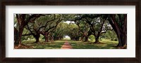 Framed Enchanted Oaks