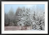 Framed Frosty Morning