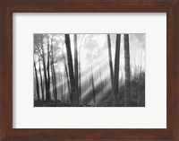 Framed Mystical Forest & Sunbeams