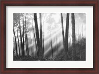 Framed Mystical Forest & Sunbeams