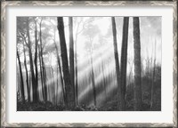 Framed Mystical Forest & Sunbeams