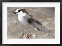 Framed Grey Jay I