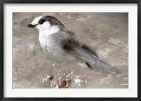 Framed Grey Jay I