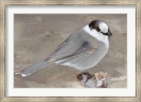 Framed Grey Jay II