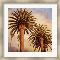 Framed Fog Over Canary Palms