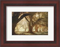 Framed Oak Alley Morning Light