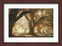 Framed Oak Alley Morning Light