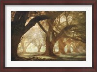 Framed Oak Alley Morning Light