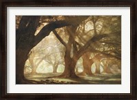 Framed Oak Alley Morning Light