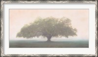 Framed Oak in the Fog