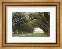 Framed Alley Of The Oaks