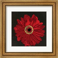 Framed Midnight Gerbera III