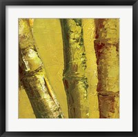 Framed Bamboo Columbia IV