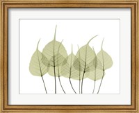 Framed Woodlands I