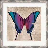 Framed Butterflies IV