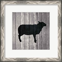 Framed 'Barn Sheep' border=