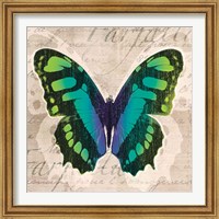 Framed 'Butterflies II' border=