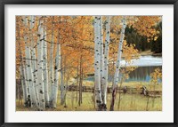 Framed Birch Beauty