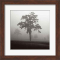 Framed Fog Tree Study I