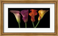 Framed Jewel Calla Lilies