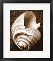 Sea Gallery IV Framed Print