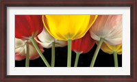 Framed Sunshine Tulips