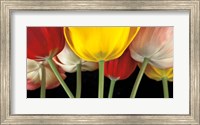 Framed Sunshine Tulips