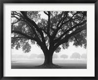 Framed Silhouette Oak