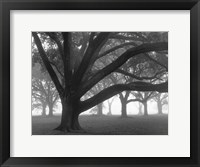 Framed Oak Grove in Fog (black & white)