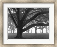 Framed Oak Grove in Fog (black & white)