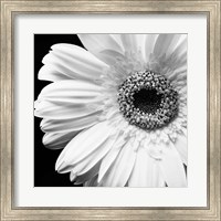 Framed Sunburst I