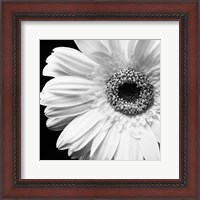 Framed Sunburst I