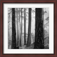 Framed Photography