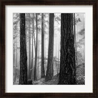 Framed Photography