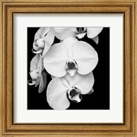 Framed Orchid Portrait I