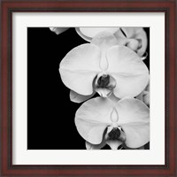 Framed Orchid Portrait II