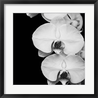 Framed Orchid Portrait II