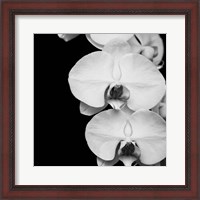 Framed Orchid Portrait II